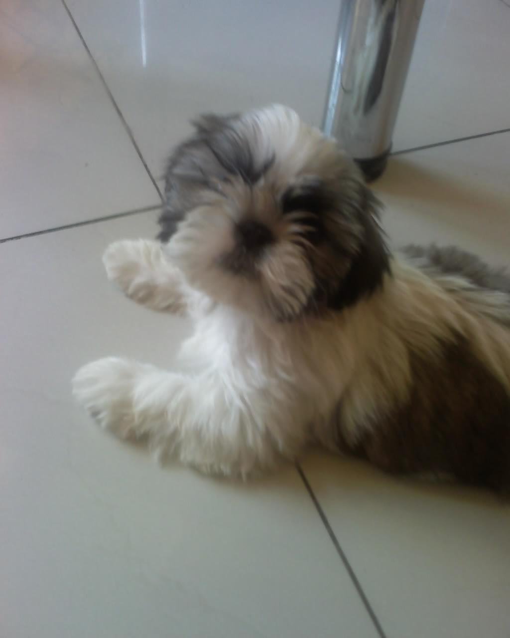 mimi2